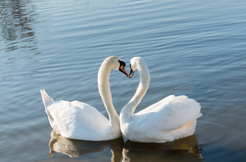 will the two swans be in love again?